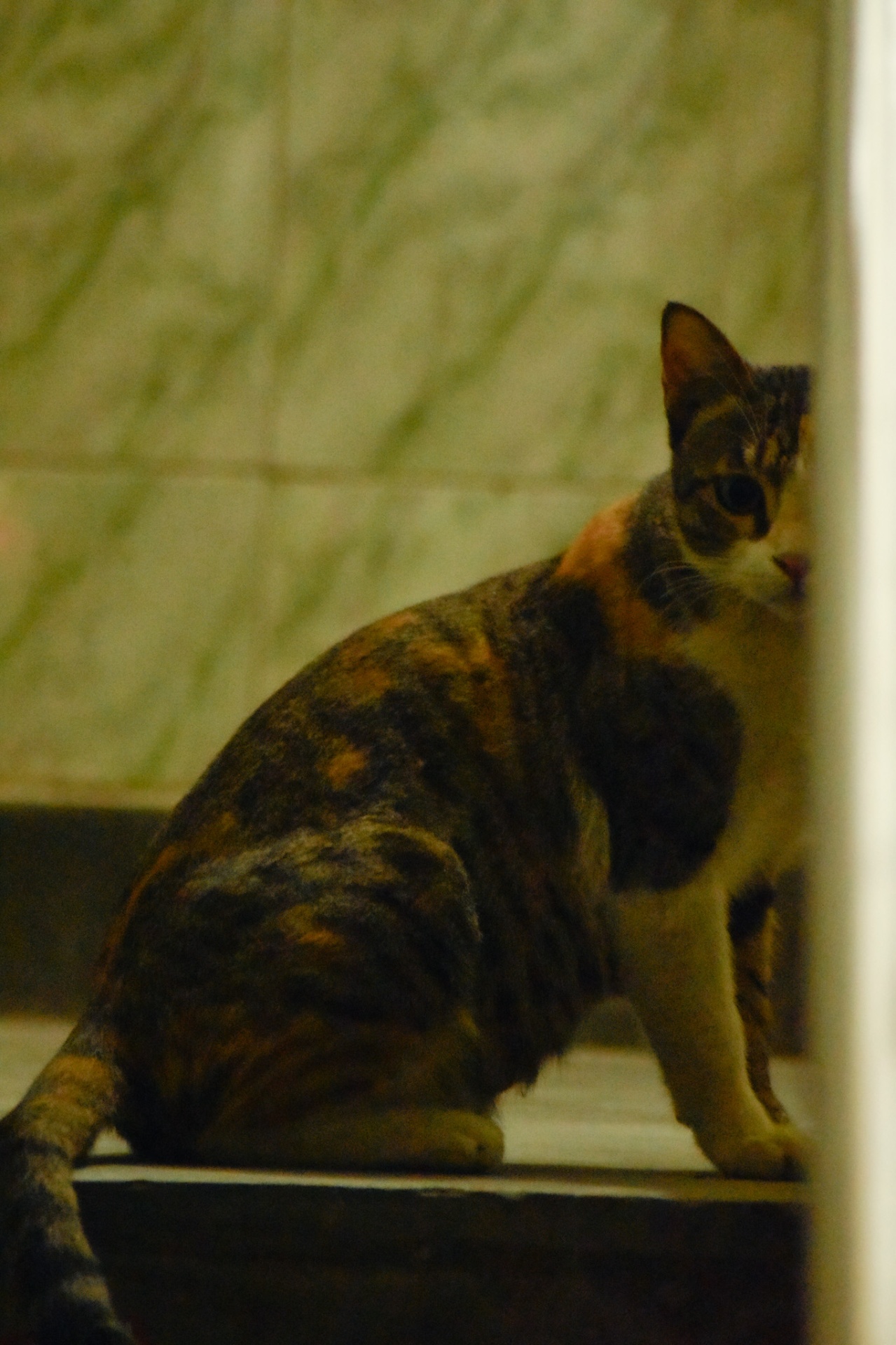 A calico cat framed in a doorway