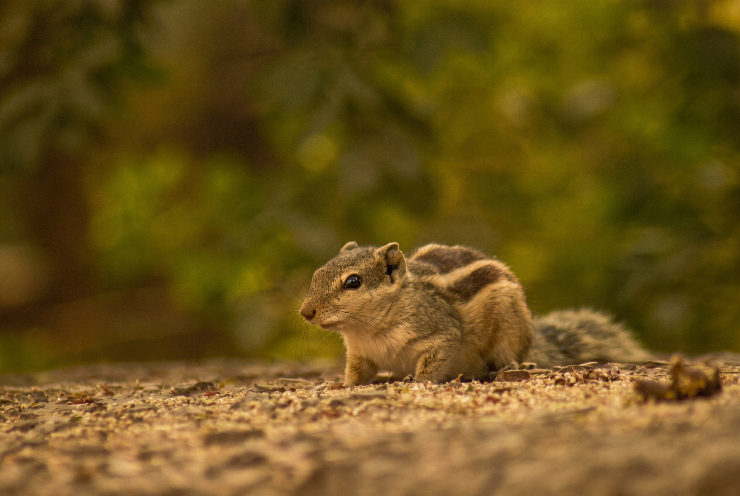 A squirrel paused in soft evening light