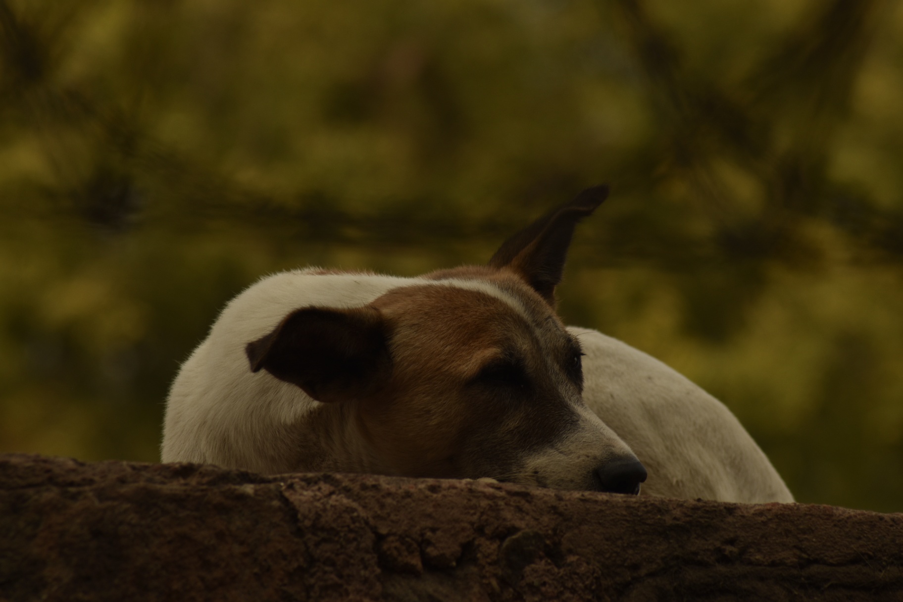 A sleeping dog resting on a stone wall